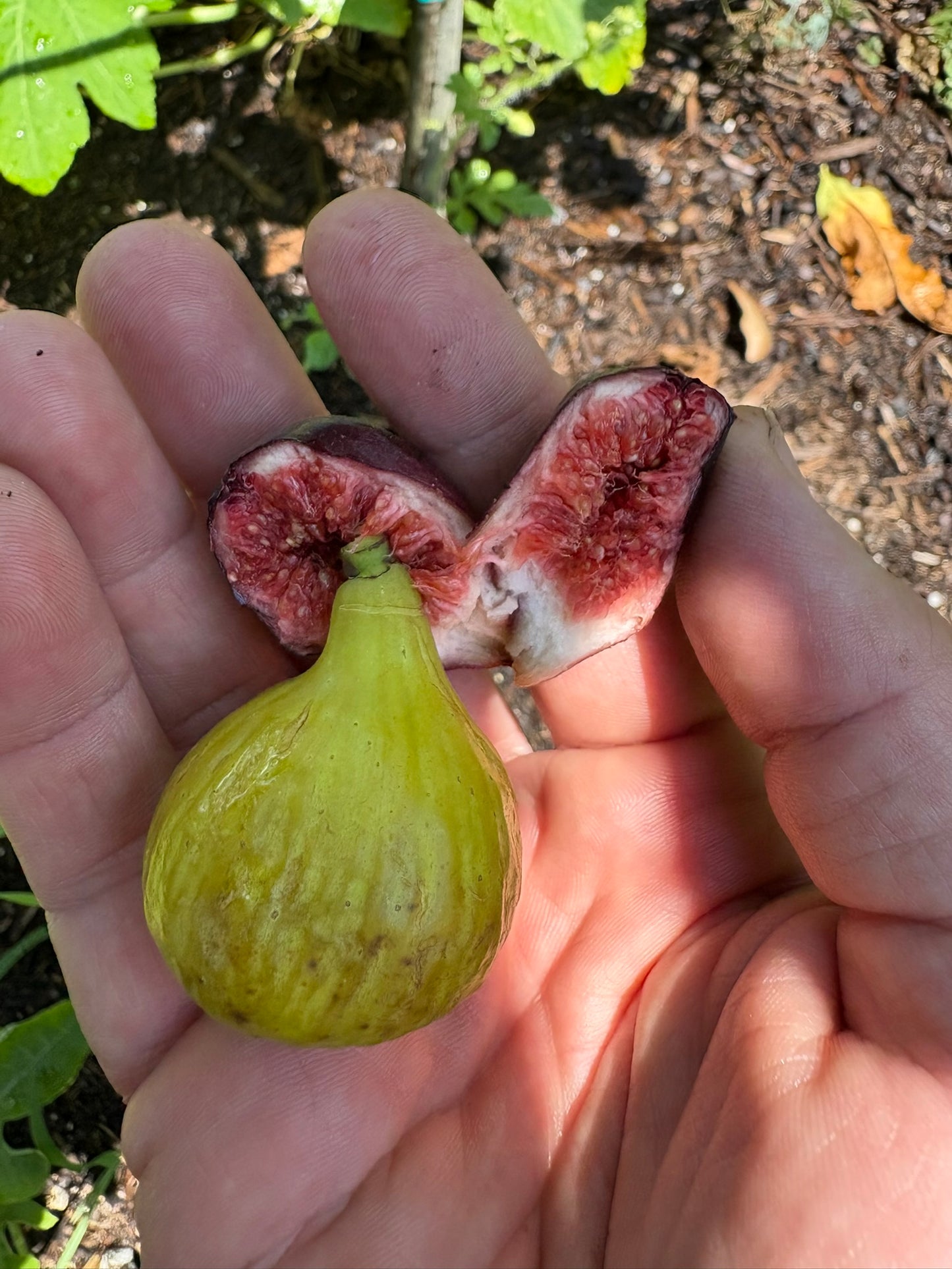 LSU Hollier Fig Tree