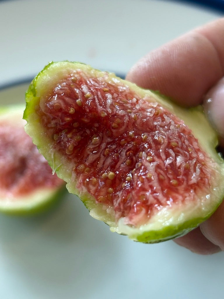 Fig Cuttings: White Madeira #1