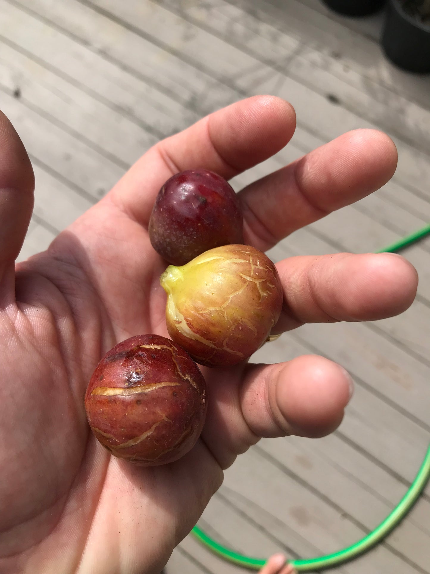 Teramo Fig