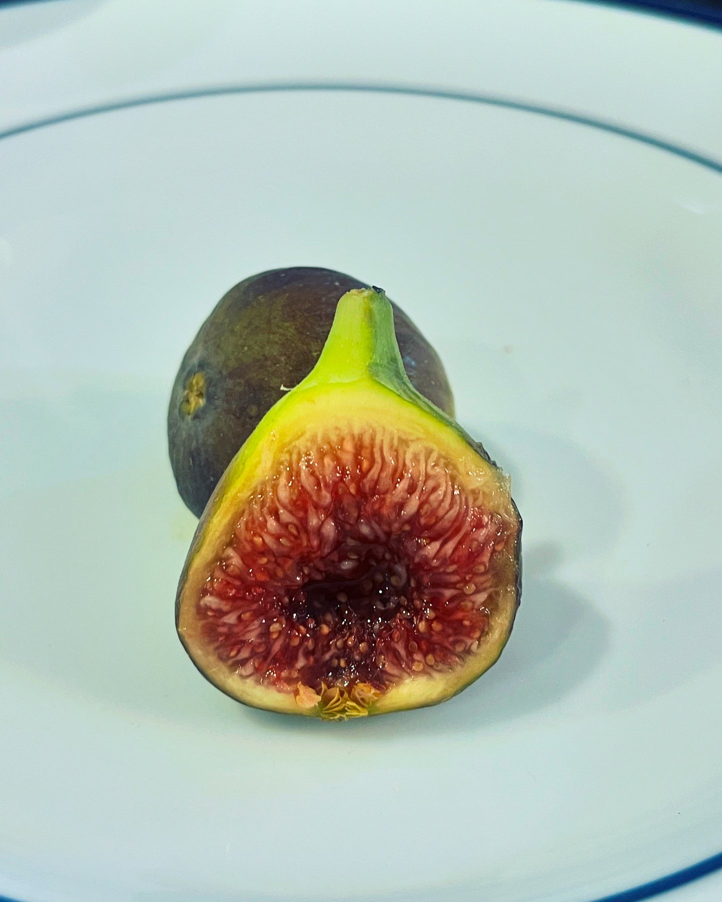 Socorro Black Fig Tree