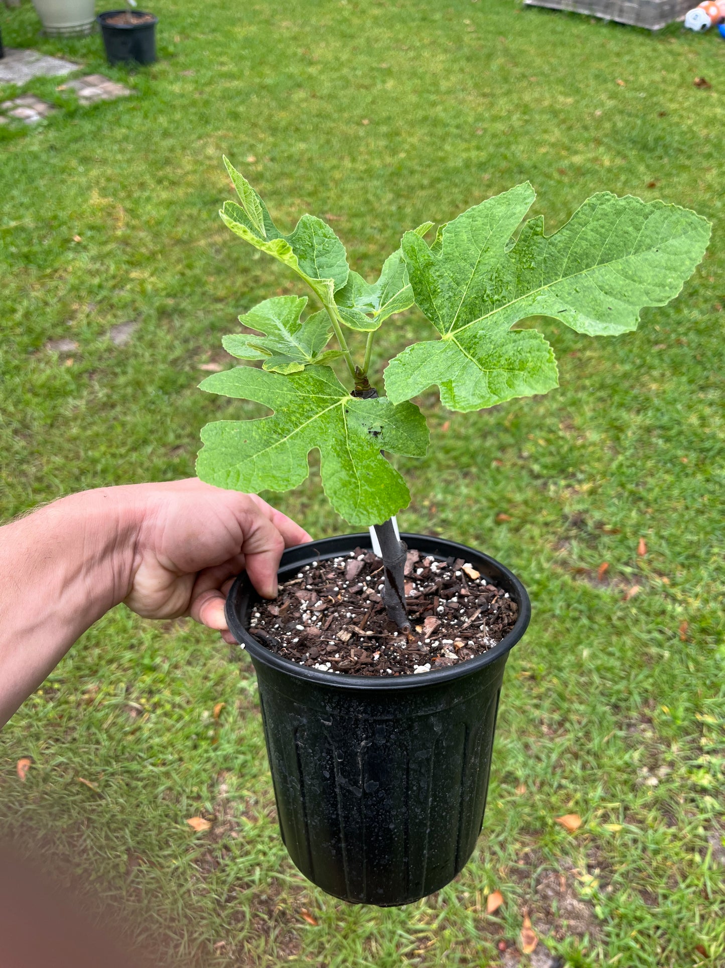 Marseilles Black VS Fig