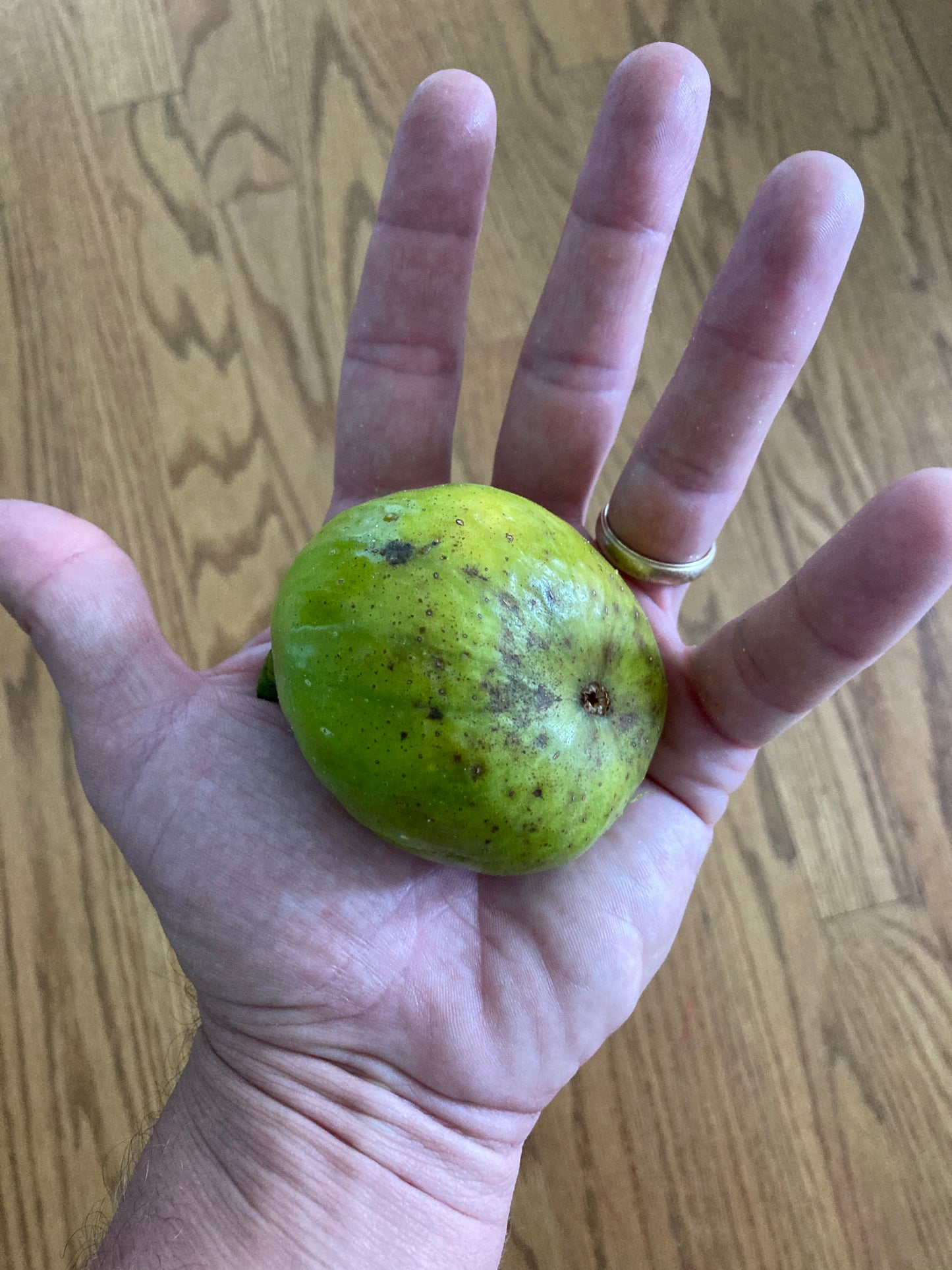 Stella Fig