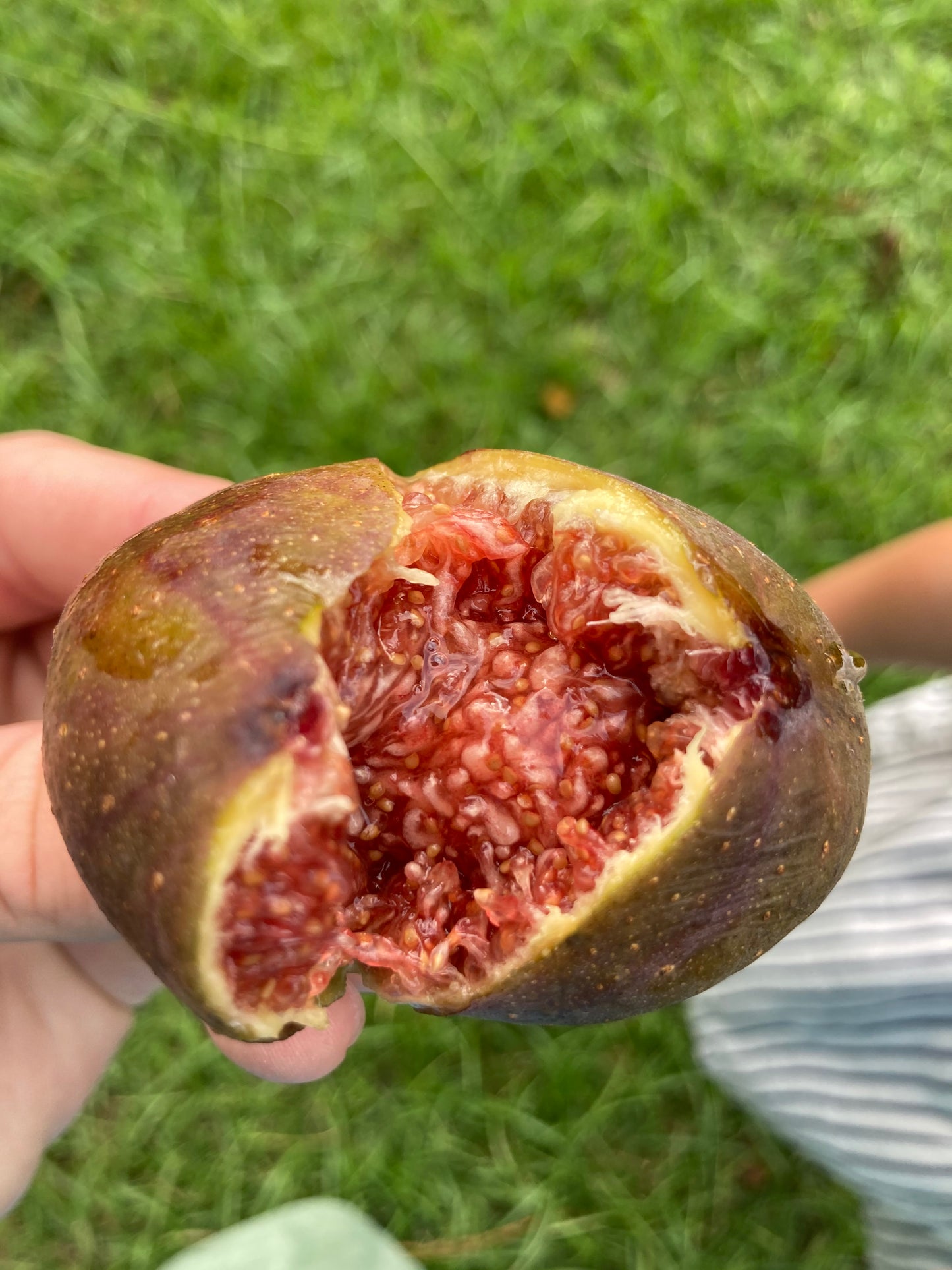 Longue D'Aout Fig