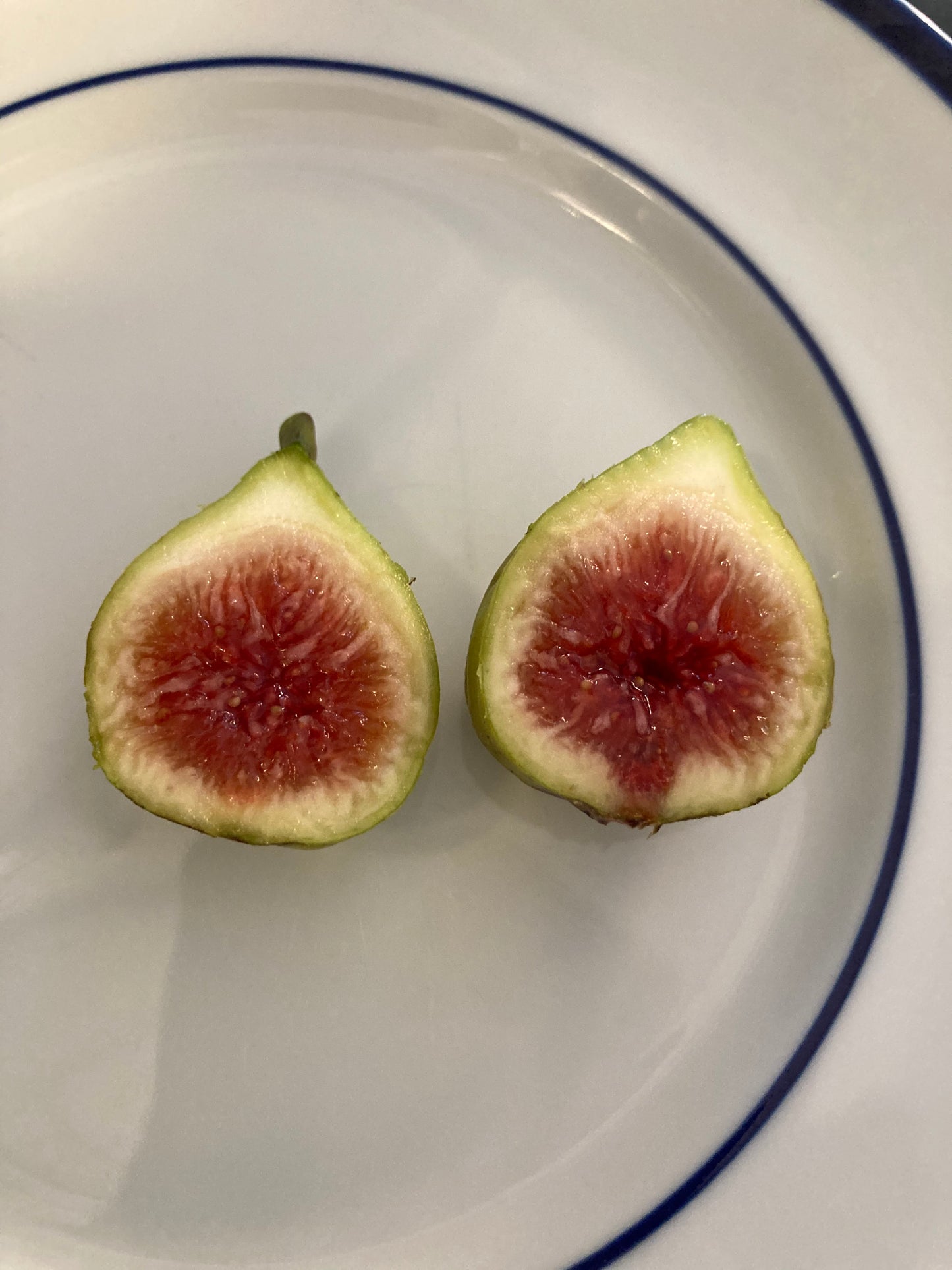Smith Fig Tree