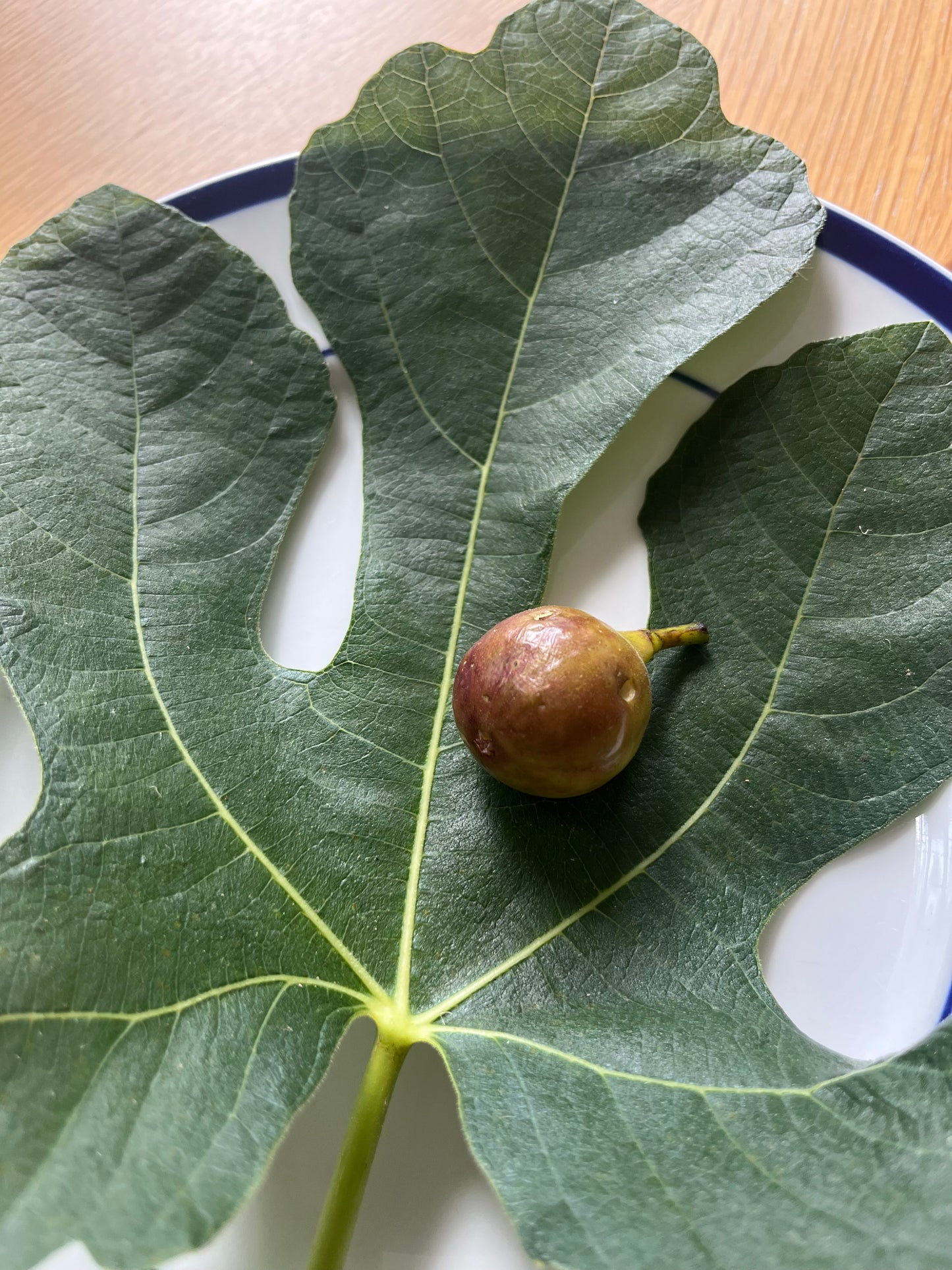 Teramo Fig