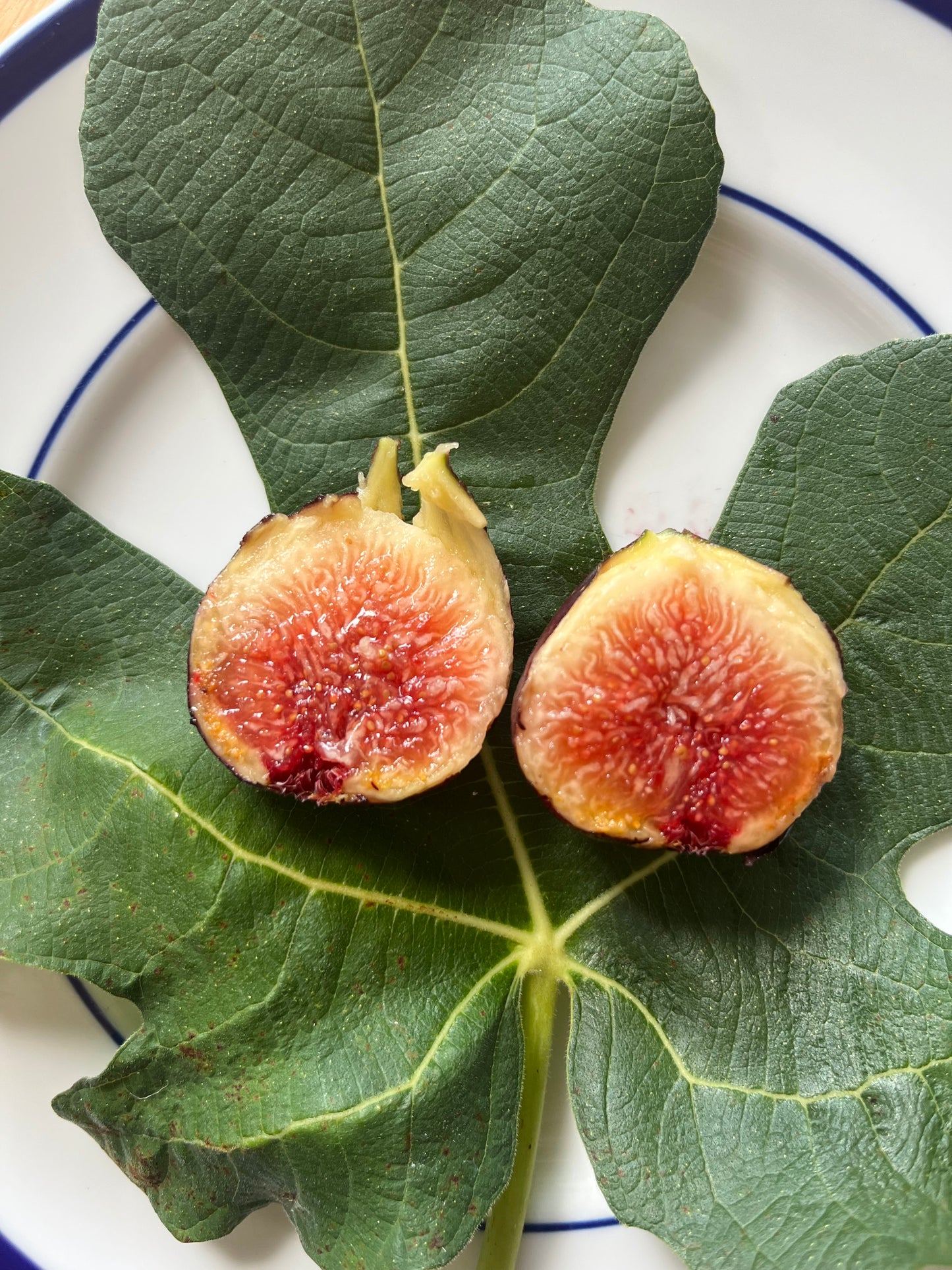 Hardy Chicago Fig
