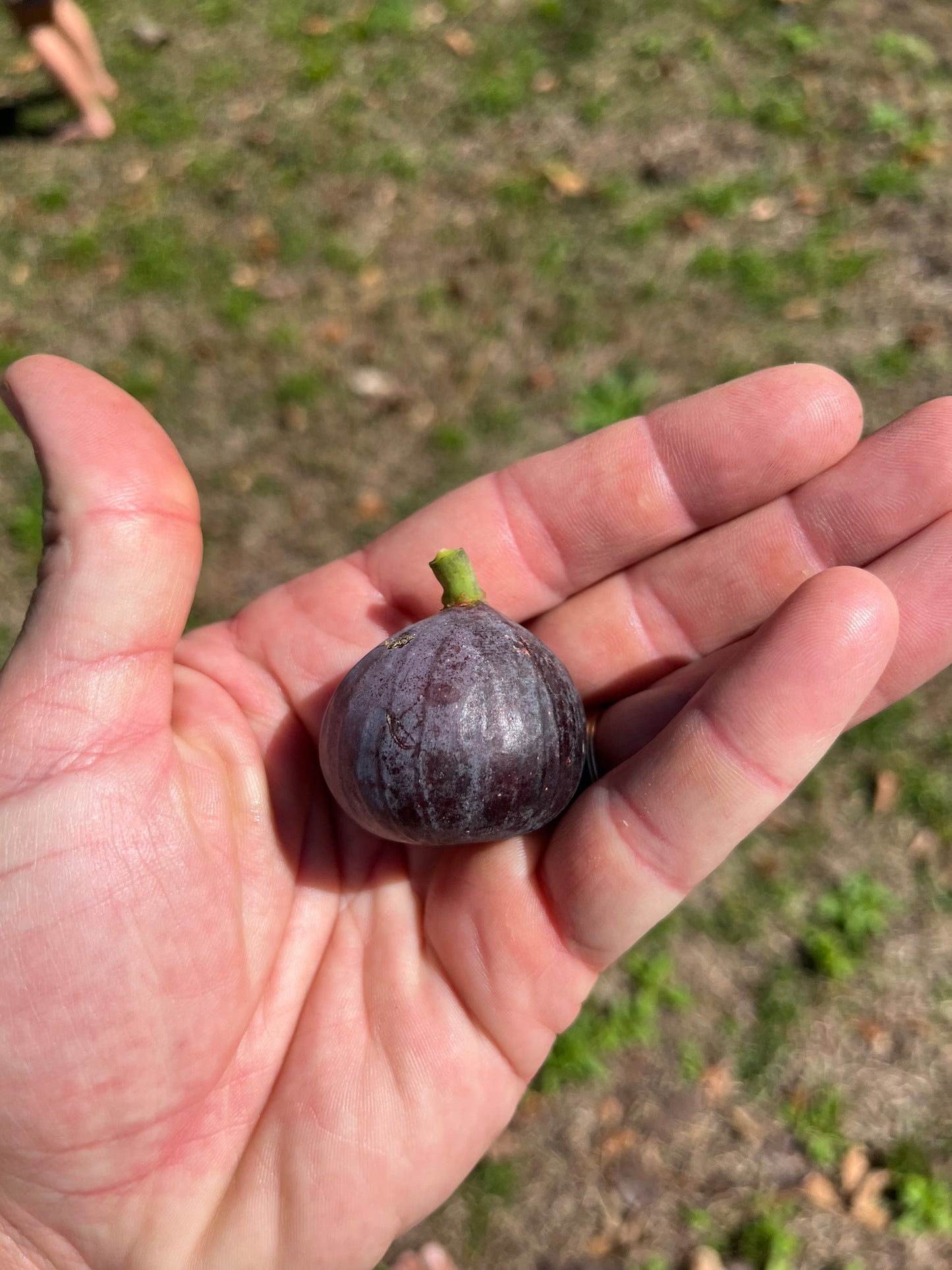 Violet de Sollies Fig