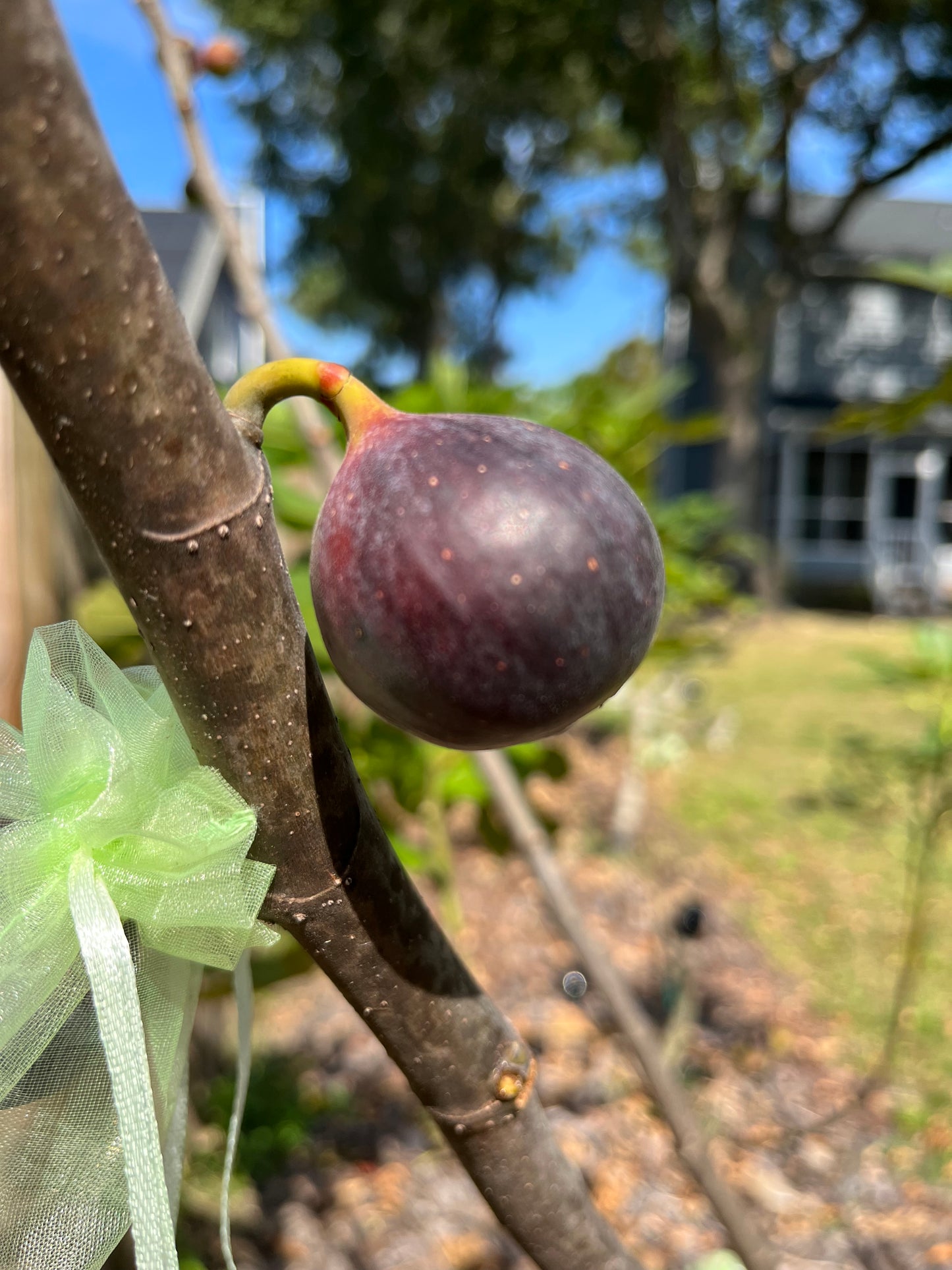 Violet de Sollies Fig