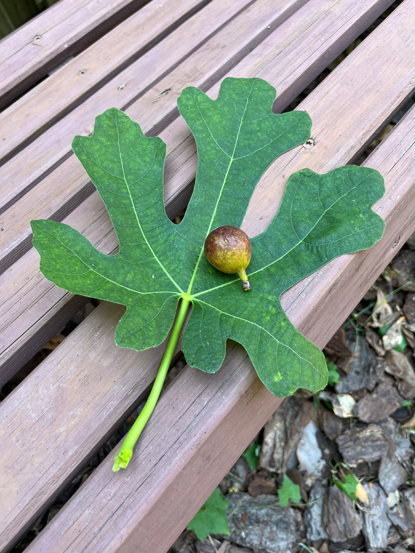 Teramo Fig