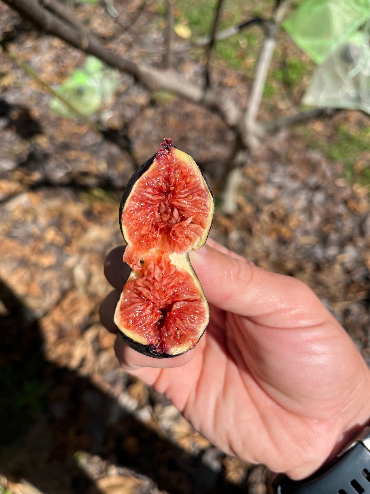 Violet de Sollies Fig