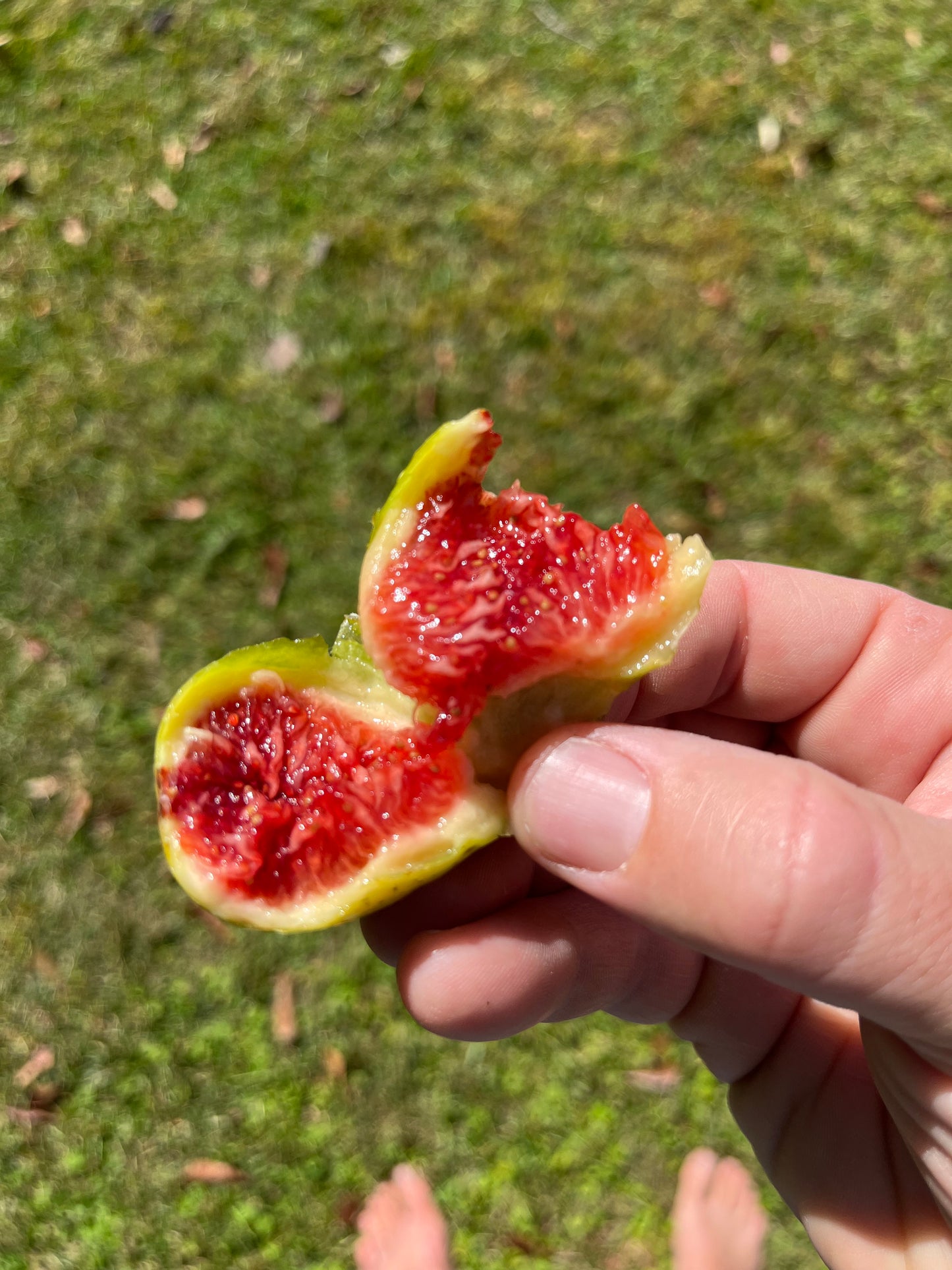 Col de Dame Blanc Fig Tree
