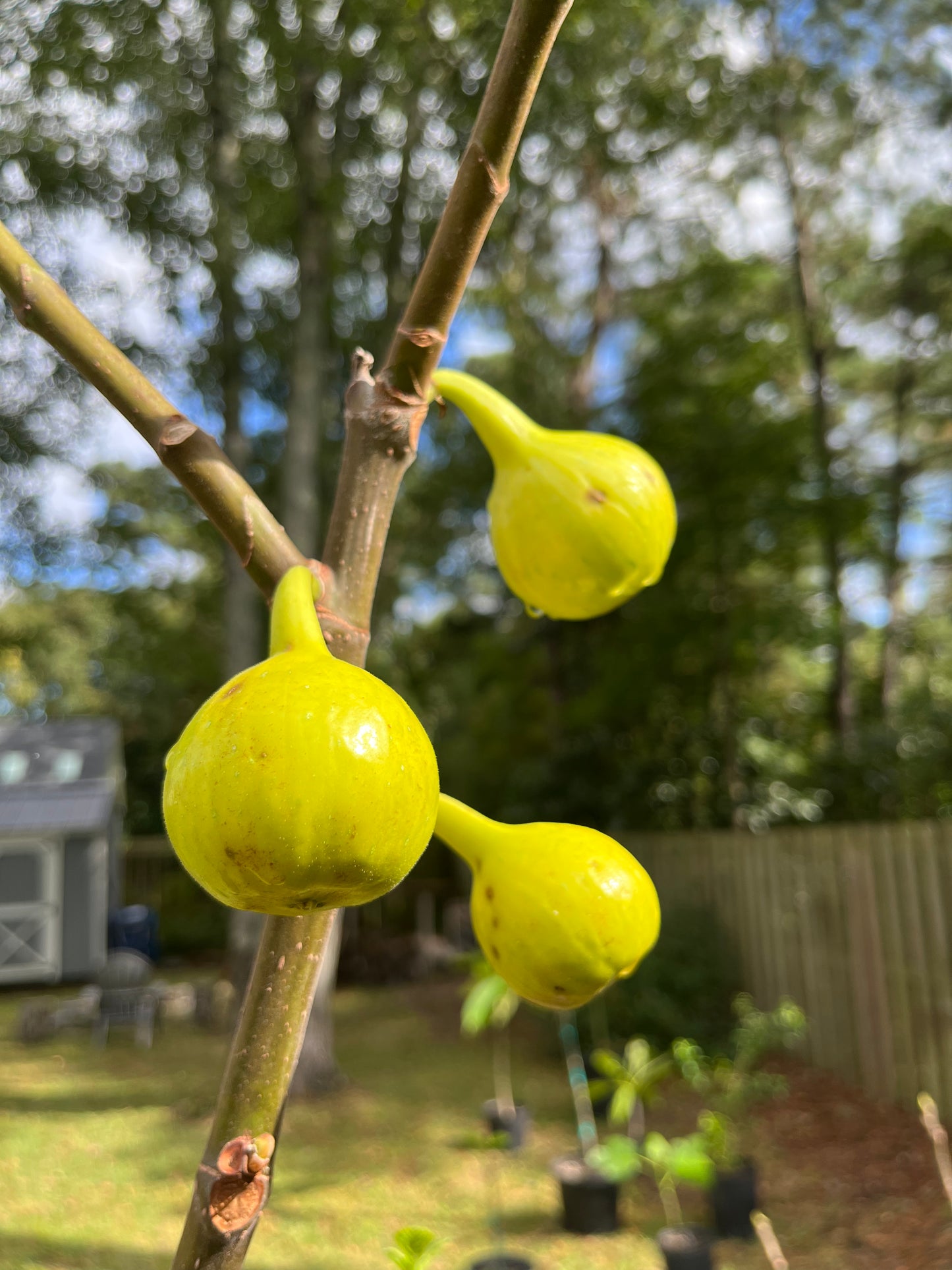 Yellow Long Neck Fig Tree
