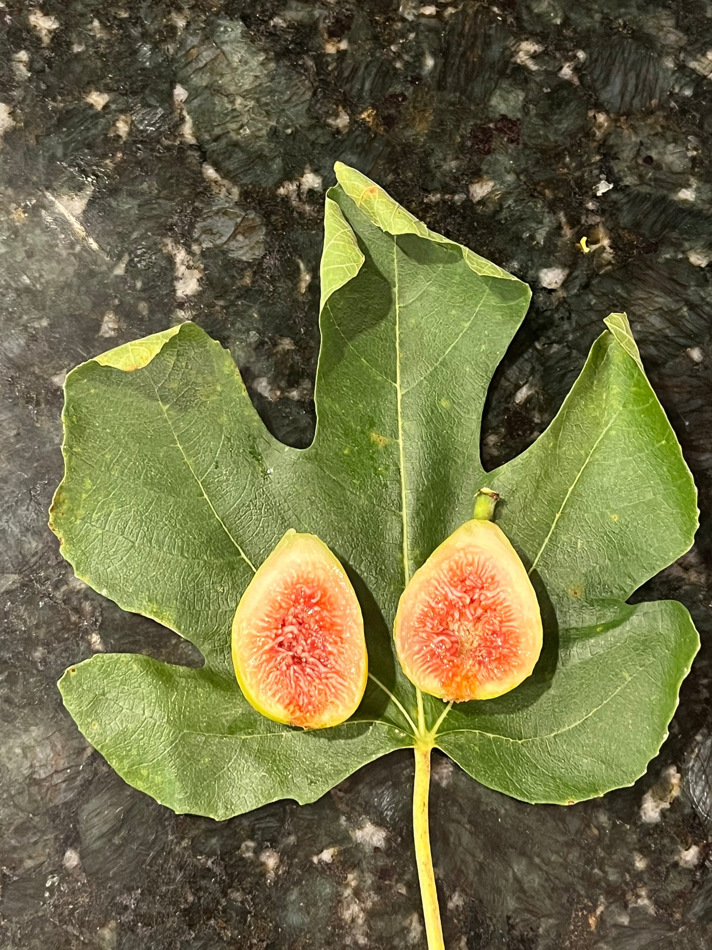 Ponte Tresa Fig Tree
