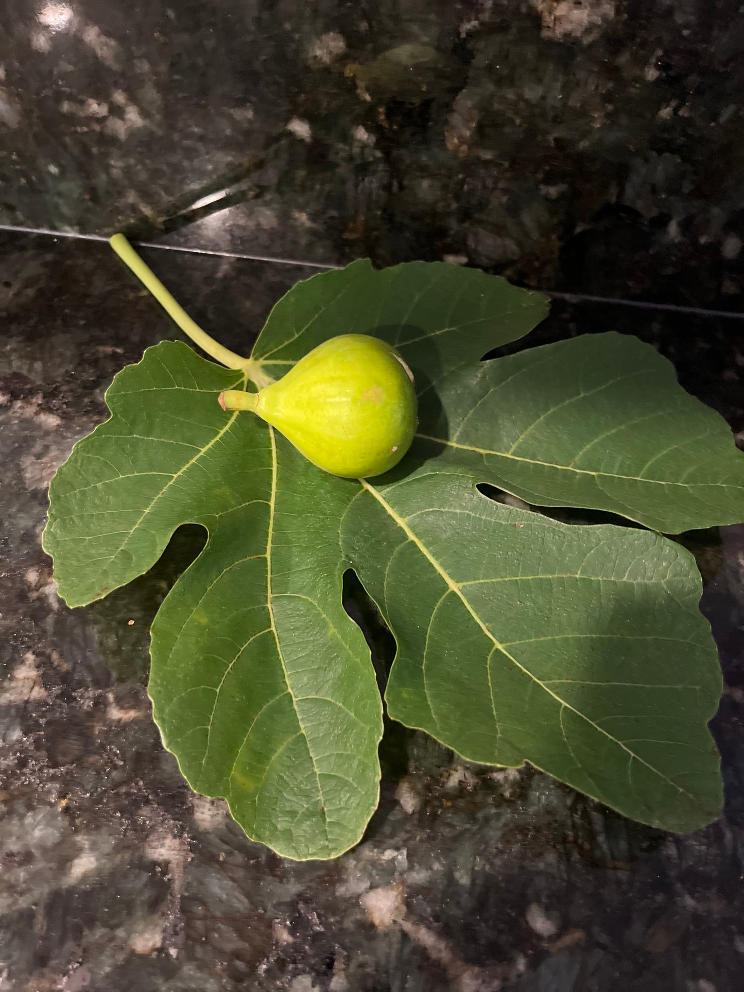 Paradiso Fig