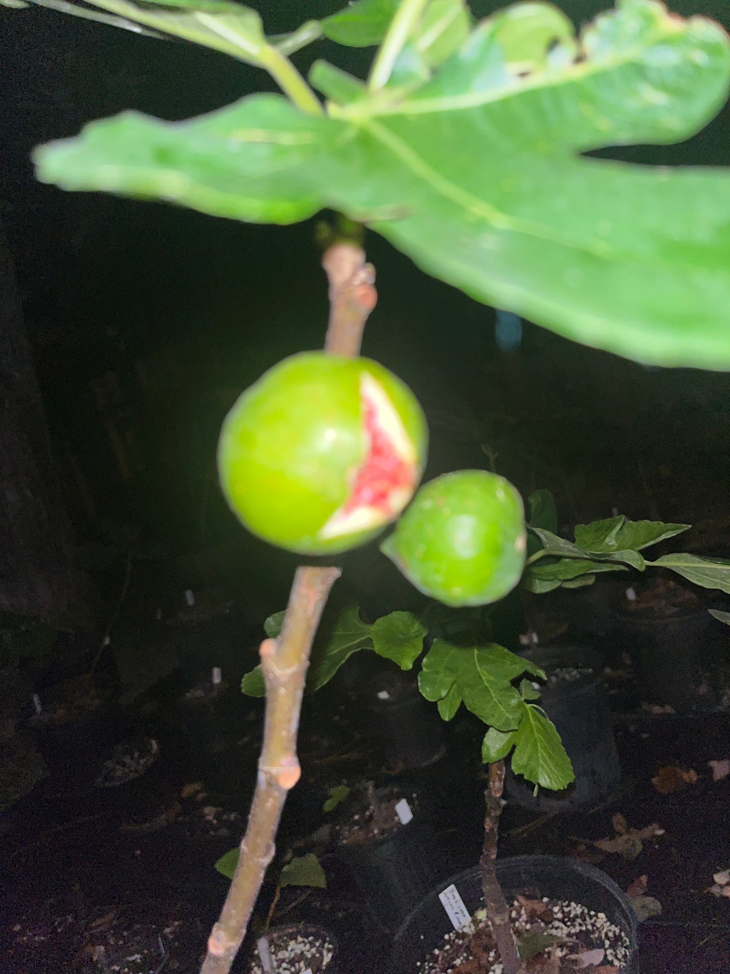 Paradiso Giovanni Fig Tree