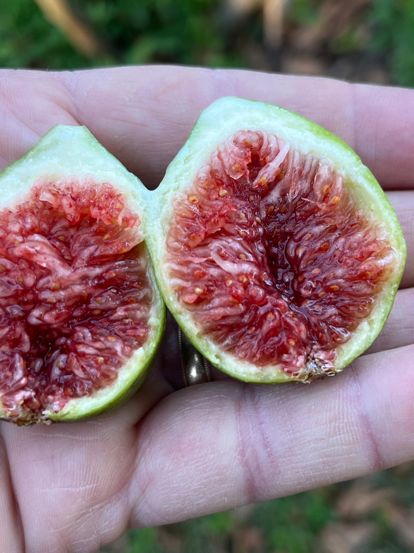 Paradiso Fig