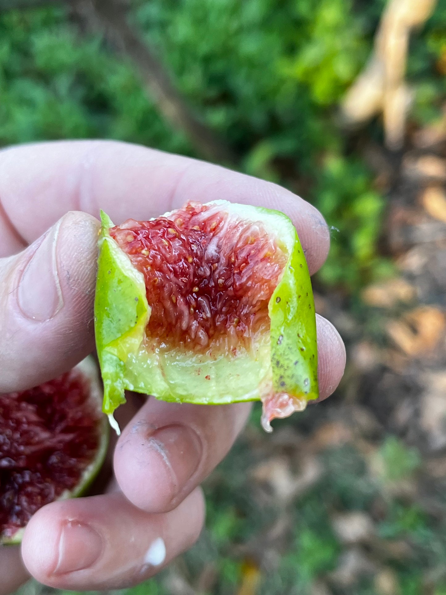 Paradiso Fig