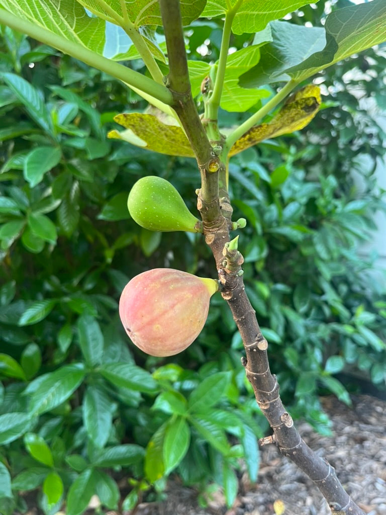 Fig Cuttings: Col De Dame Gris
