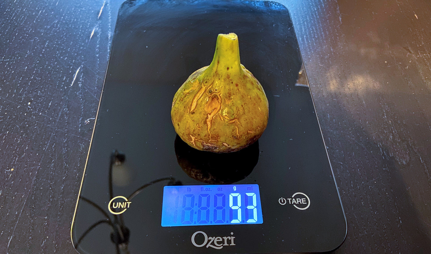 Fig Cuttings: Coll de Dama Gegantina