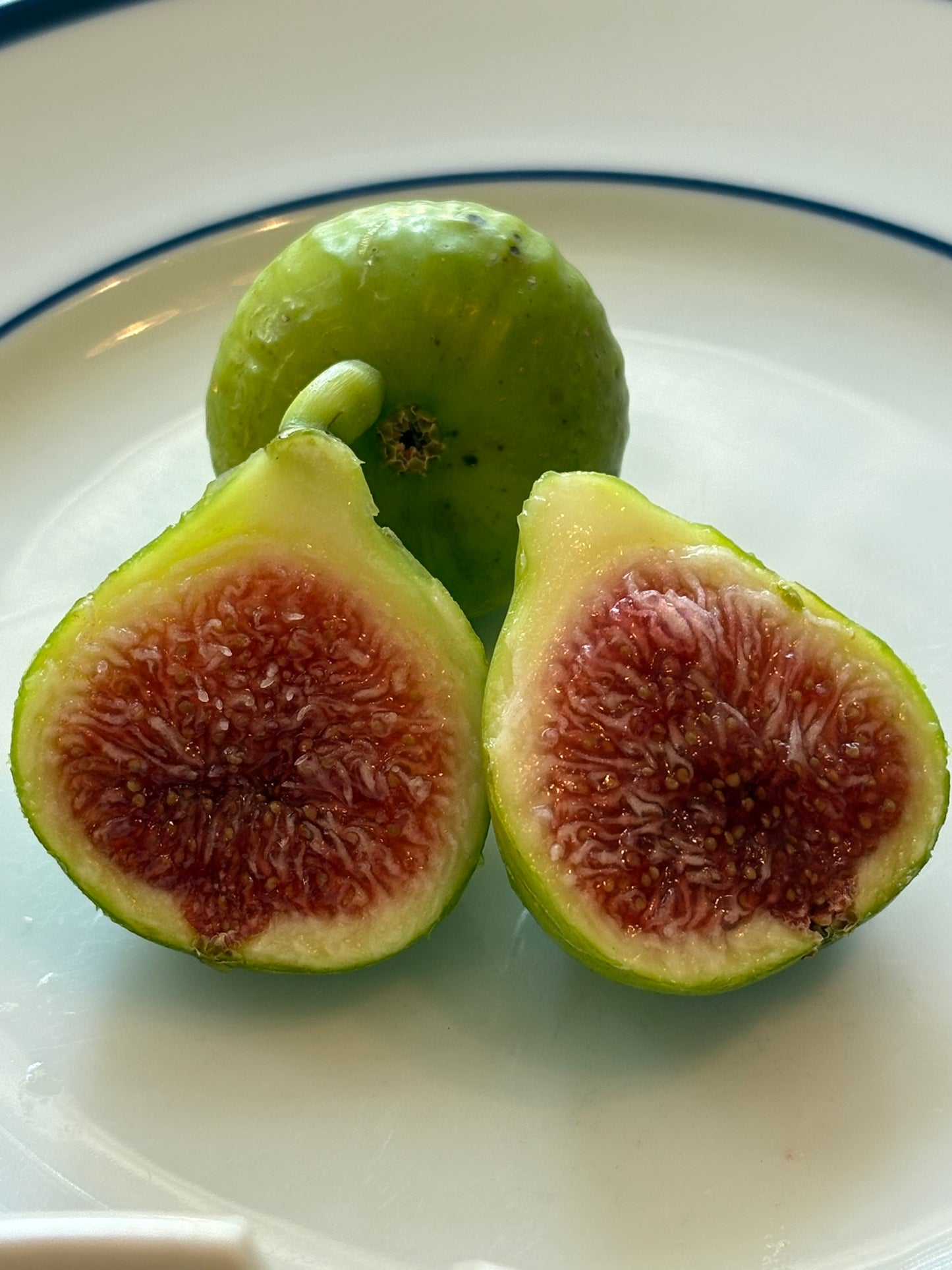 Fig Cuttings: White Madeira #1