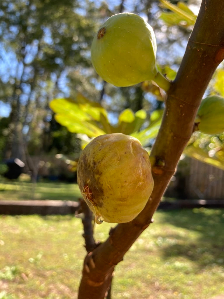Fig Cuttings: Smith