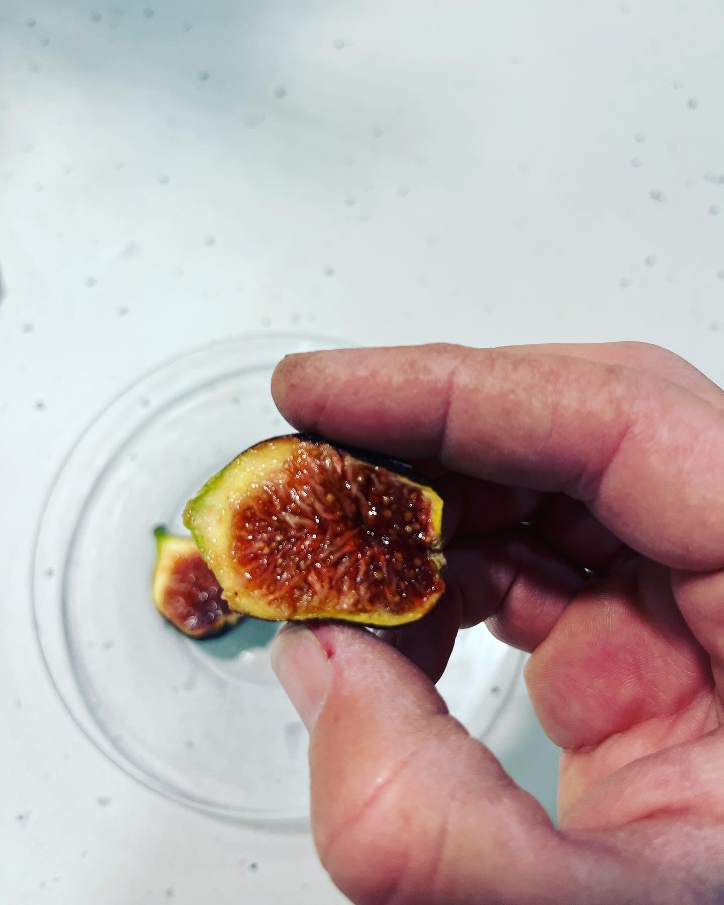 LSU Scott's Black Fig