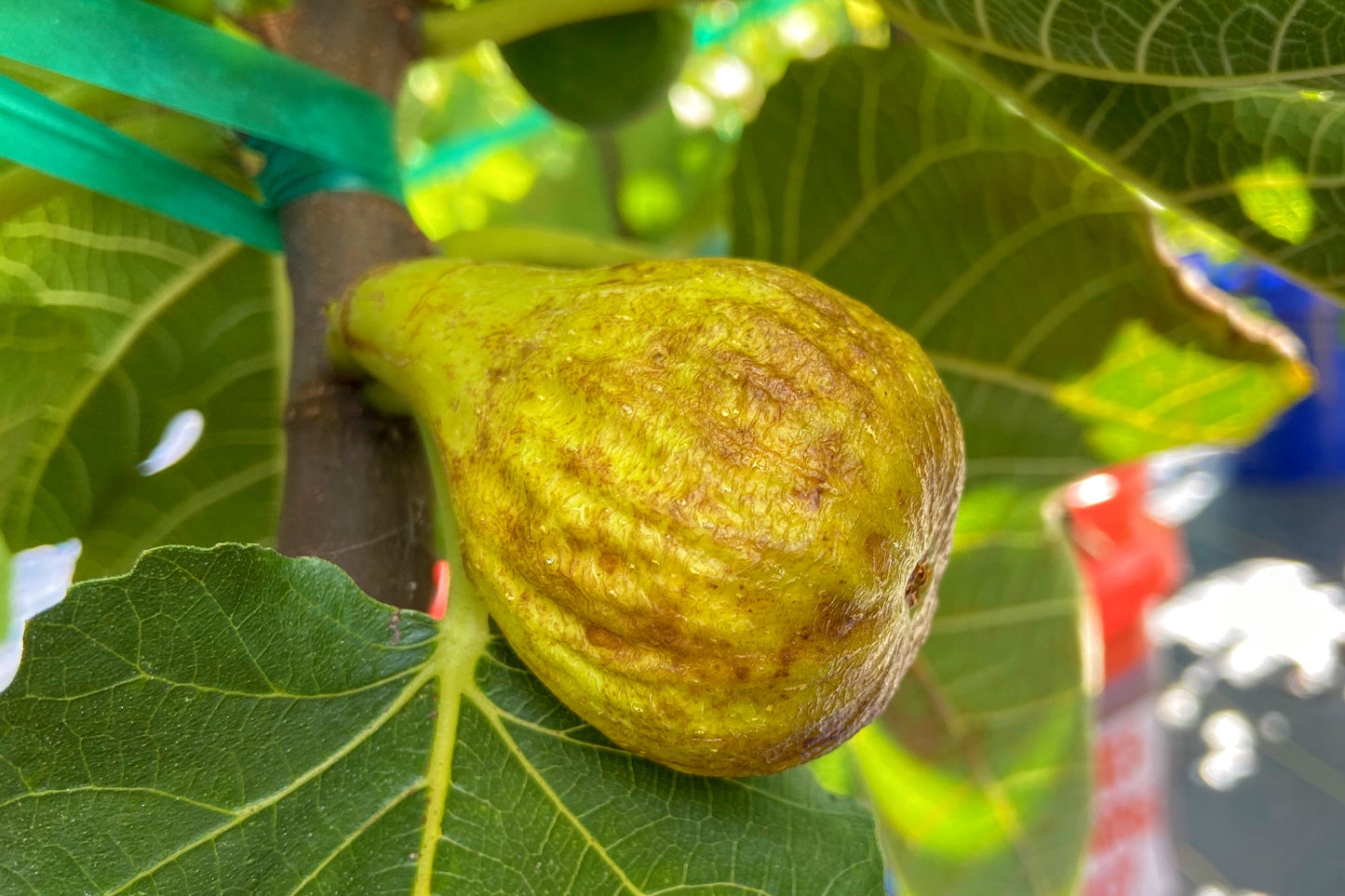 Fig Cuttings: Coll de Dama Gegantina