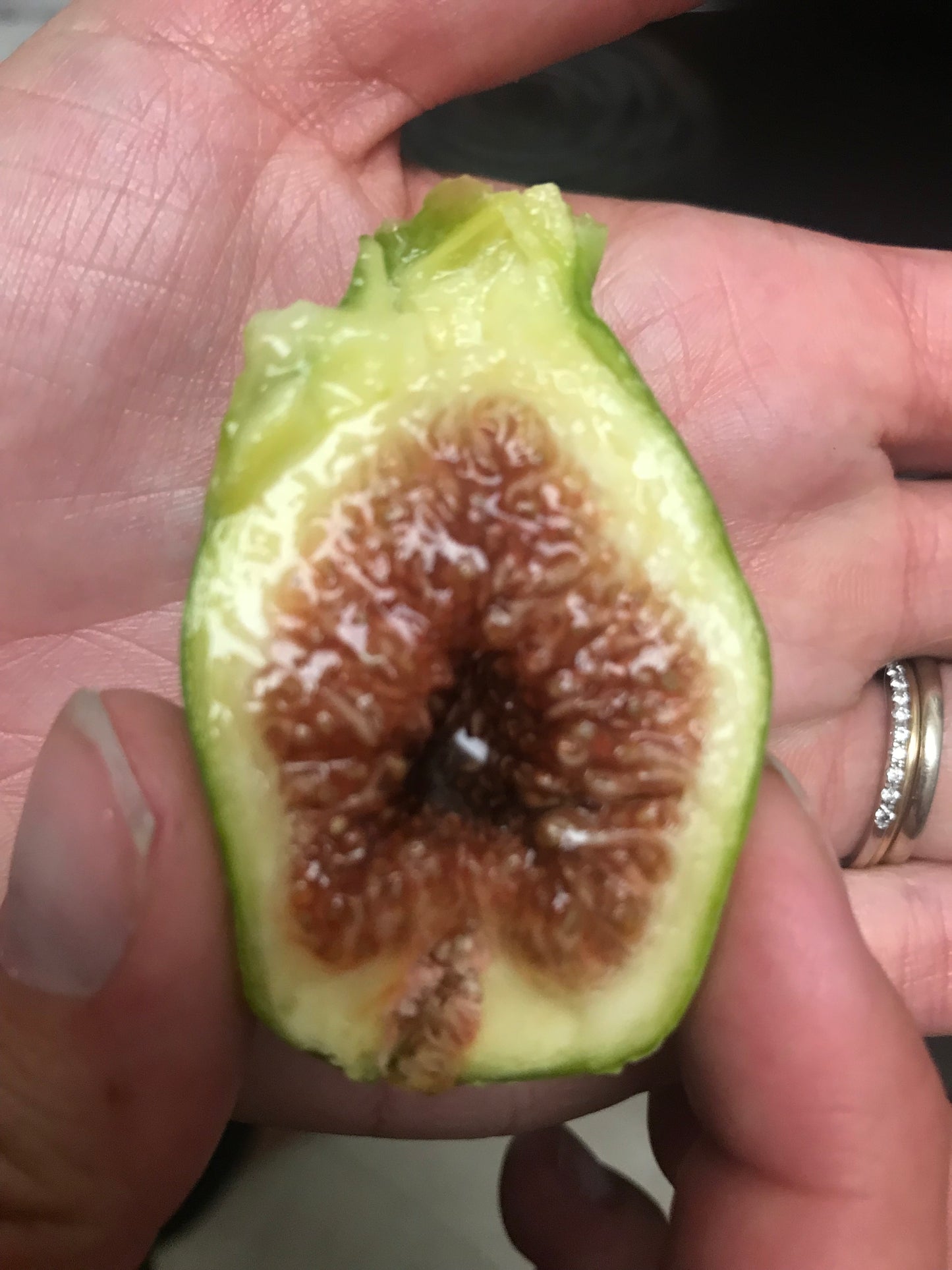 Paradiso Fig