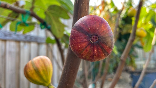 Fig Cuttings: Martineca Rimada