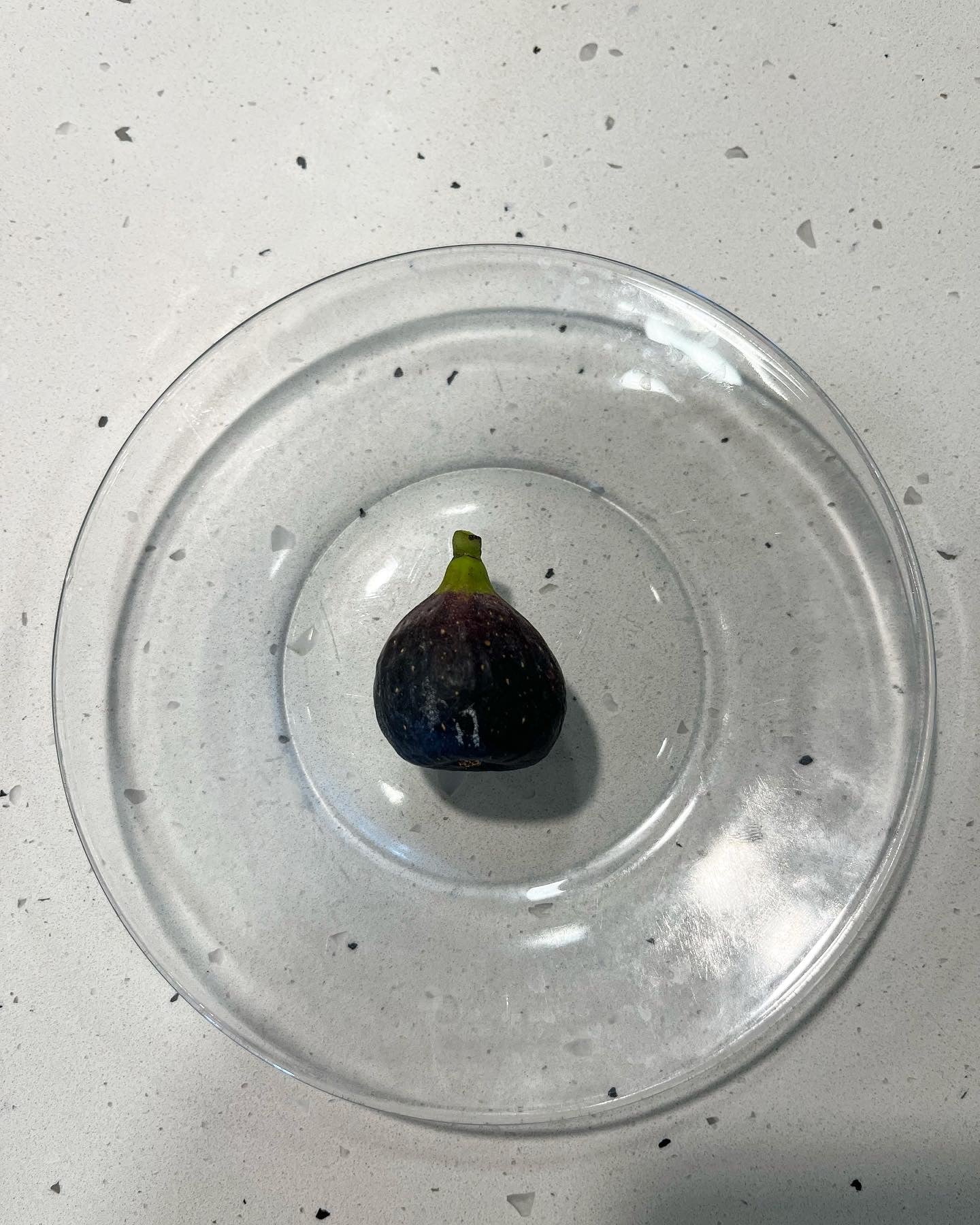 LSU Scott's Black Fig