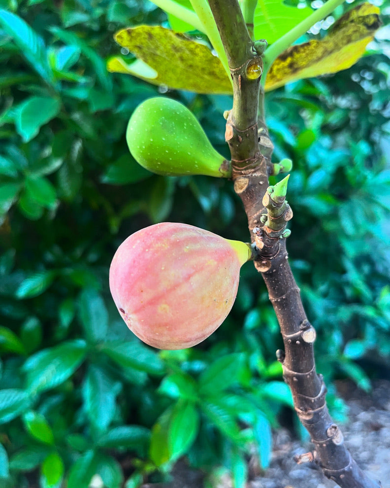 Fig Cuttings: Col De Dame Gris