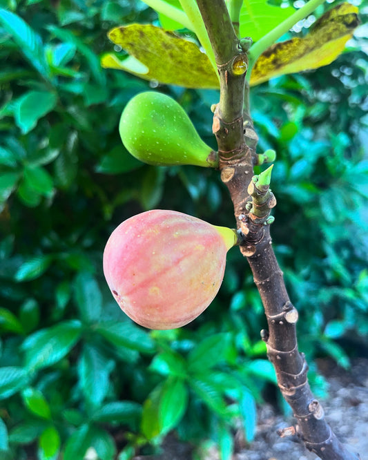 Fig Cuttings: Col De Dame Gris