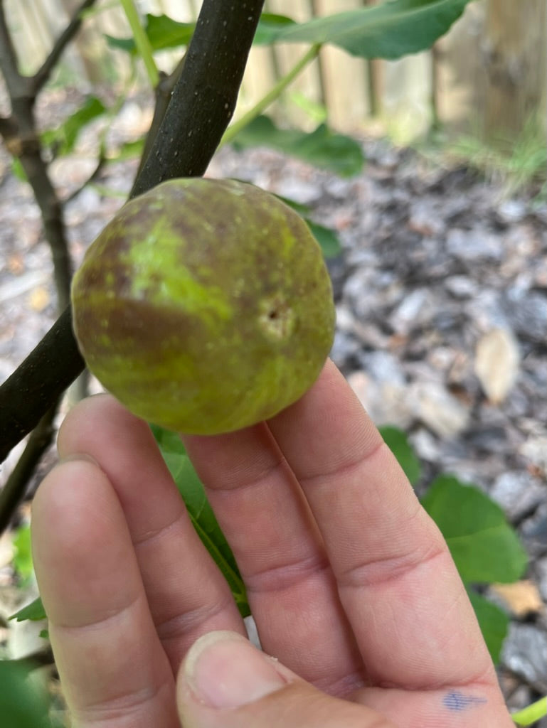 Fig Cuttings: Smith
