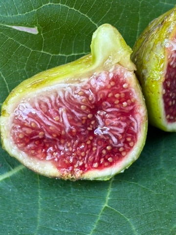 Fig Cuttings: White Madeira #1