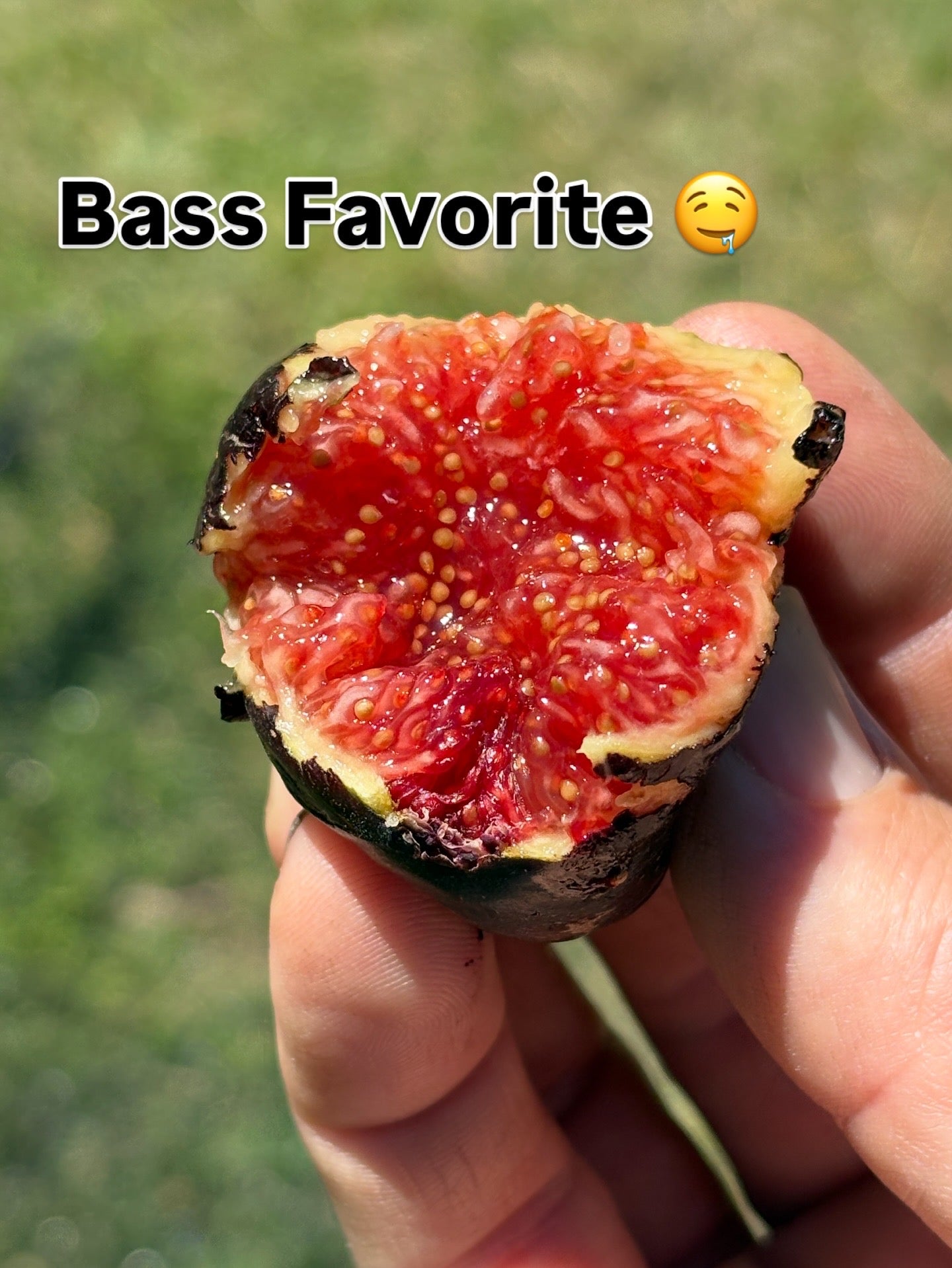 Fig Cuttings: Bass' Favorite