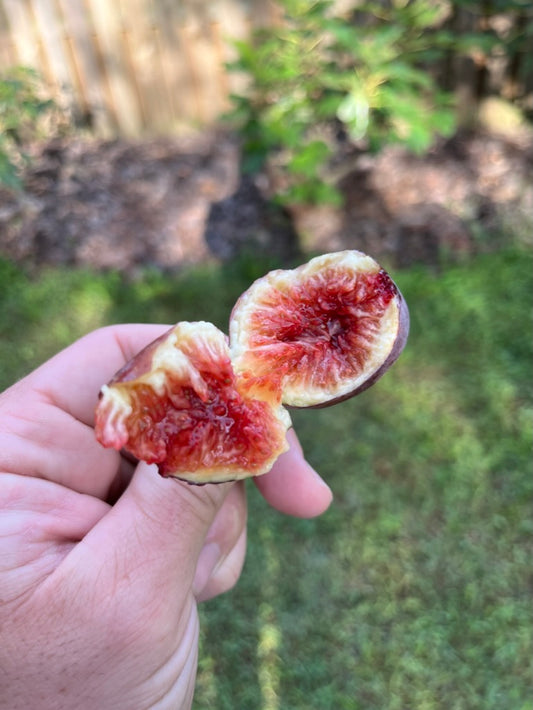 Fig Cuttings: Italian 258 (I-258)