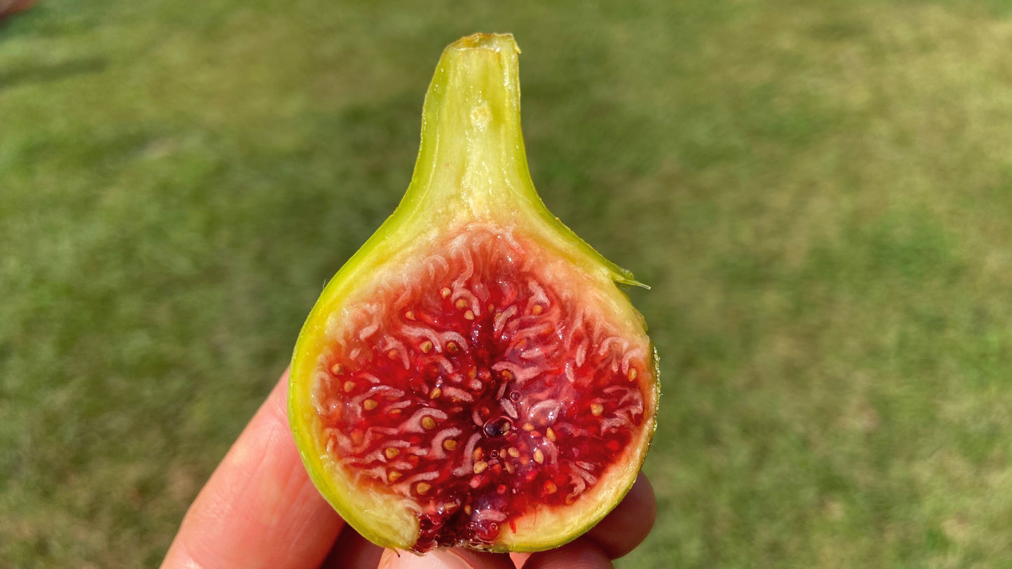 Fig Cuttings: Coll de Dama Gegantina