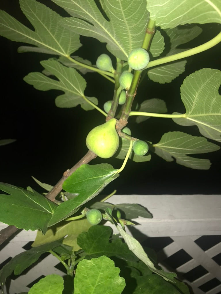 Fig Cuttings: Paradiso (Gene)