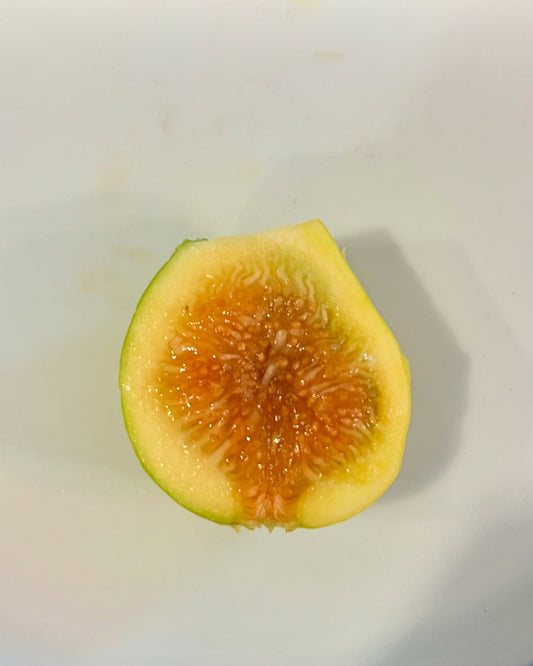 Peter's Honey Fig Tree