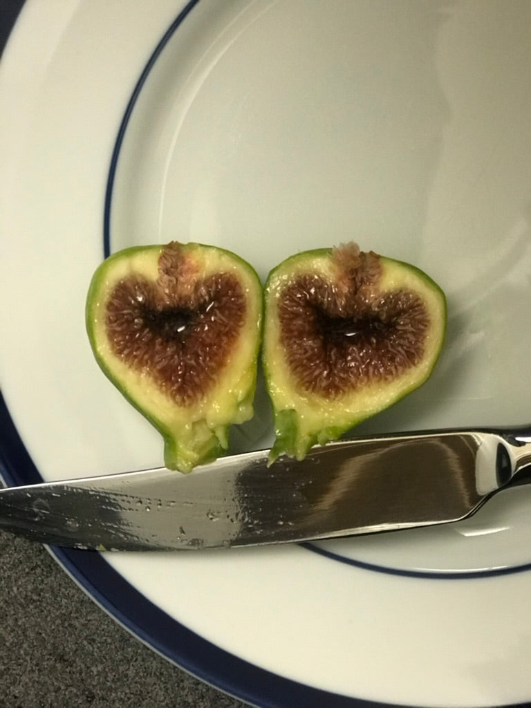 Fig Cuttings: Paradiso (Gene)