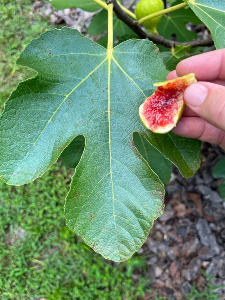 Fig Cuttings: Paradiso (Gene)