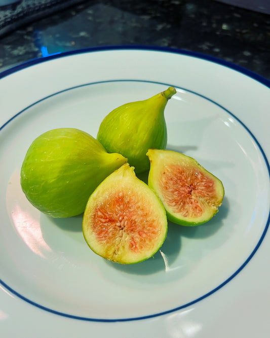 Troiano Calabrese Fig
