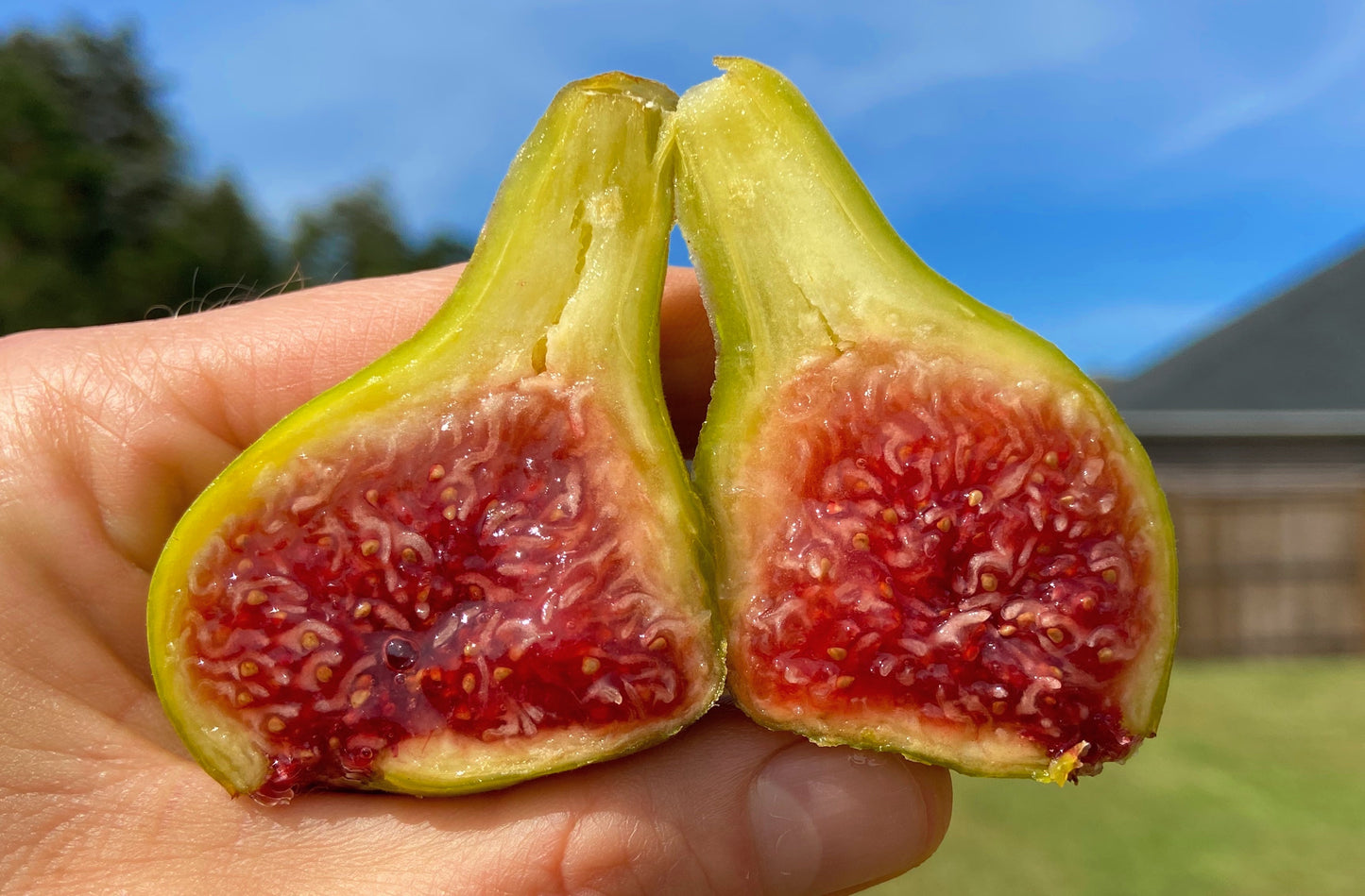 Fig Cuttings: Coll de Dama Gegantina