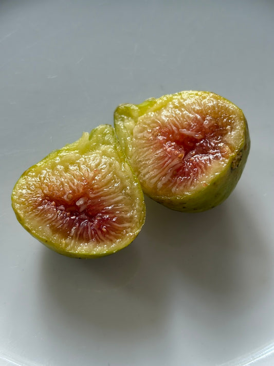 LSU Hollier Fig Tree