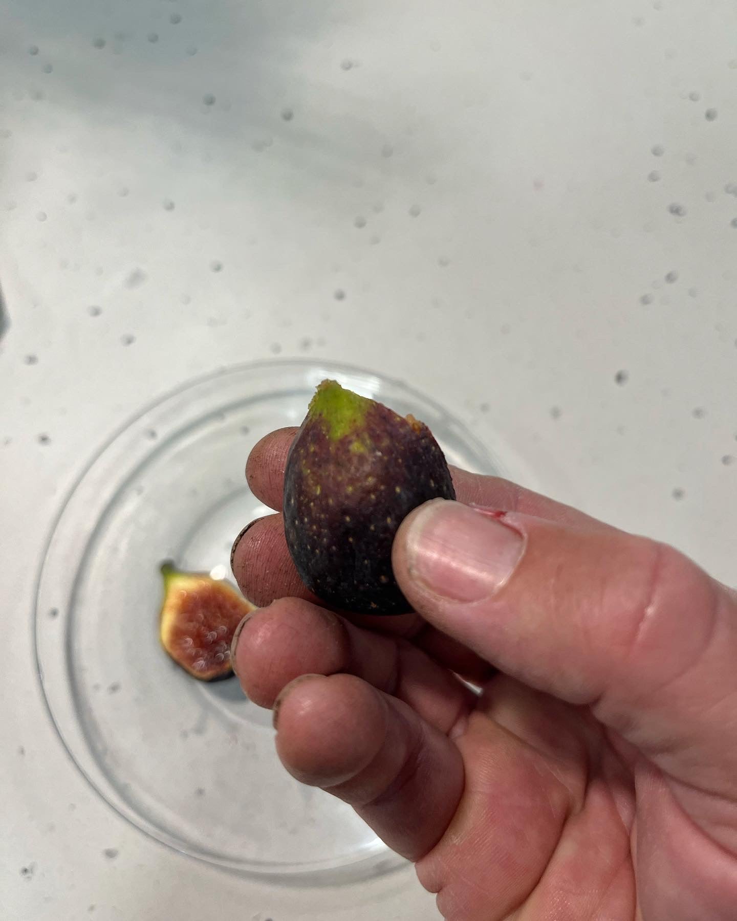 LSU Scott's Black Fig