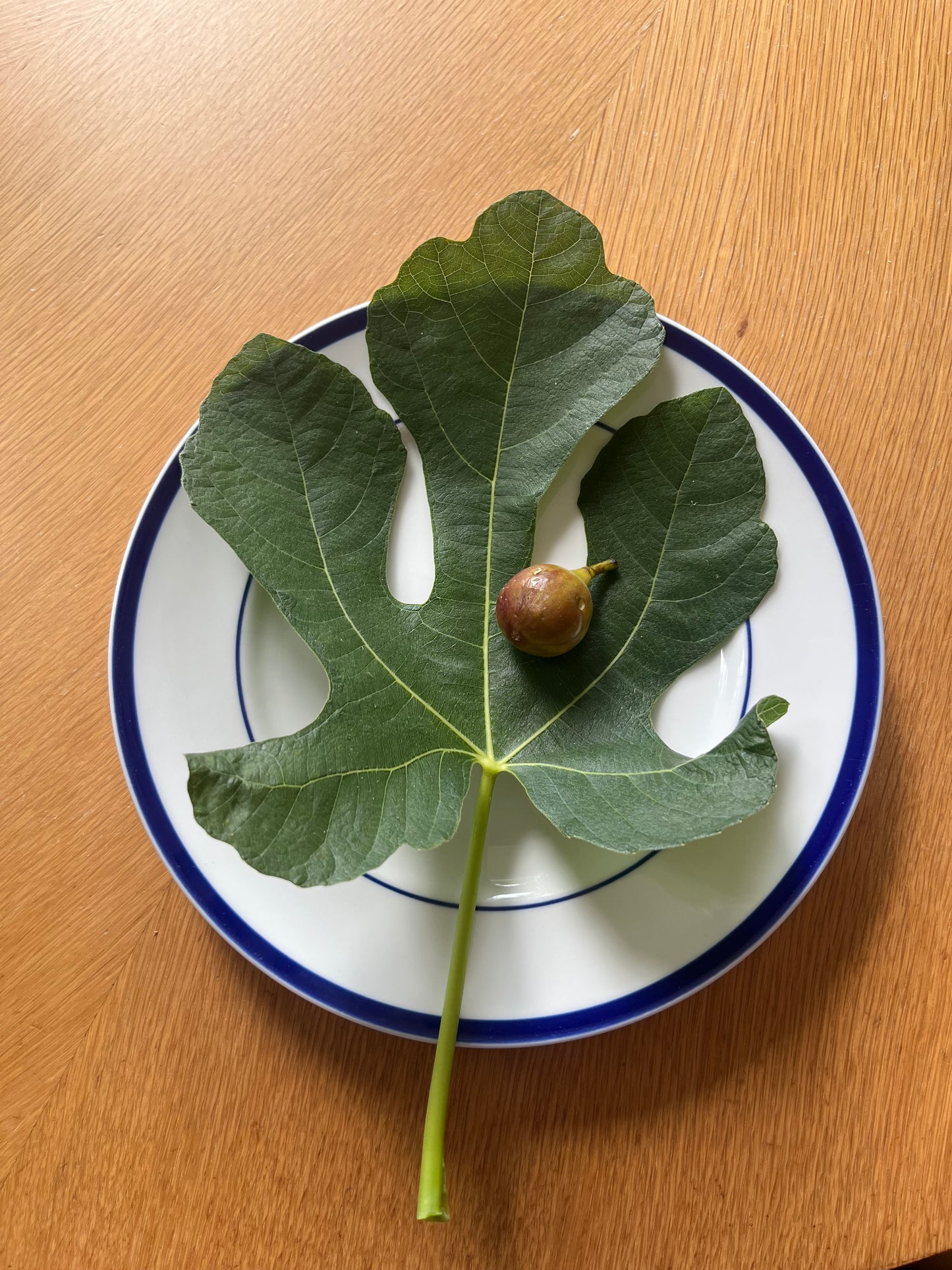 Teramo Fig