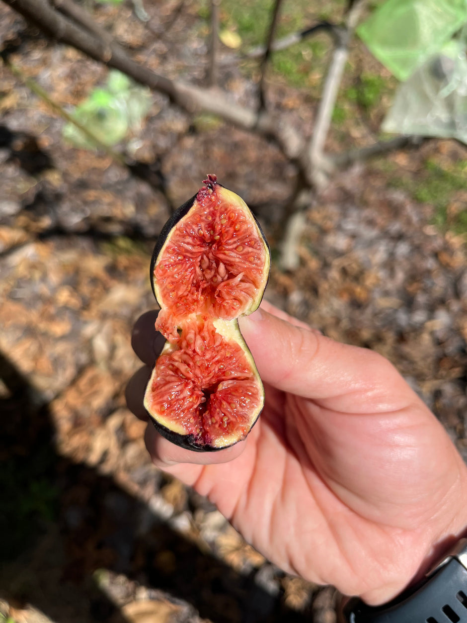 Berry Figs Phil's Figs