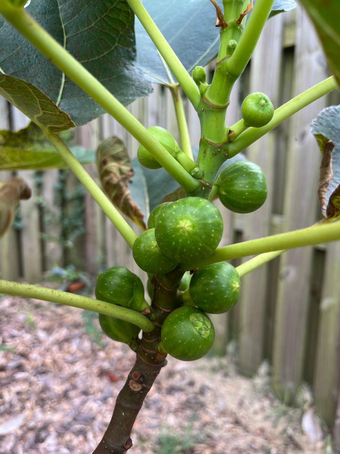 Peter's Honey Fig Tree