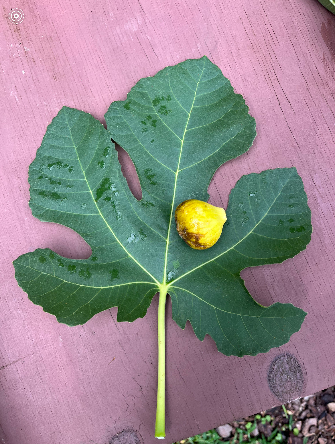 Campaniere Fig Tree – Phil's Figs