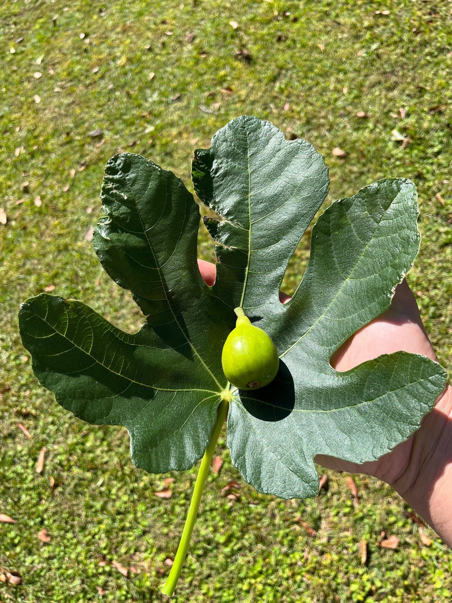 Col de Dame Blanc Fig Tree